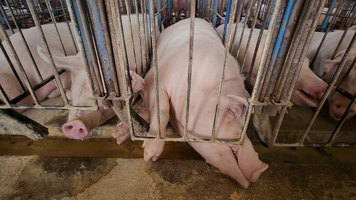 Más allá del antropocentrismo: el antiespecismo frente al colapso global