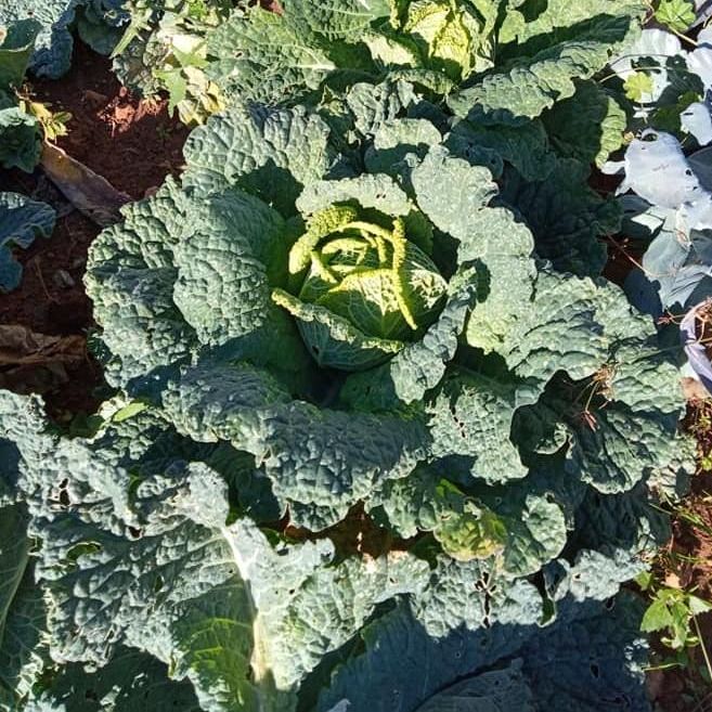 'La Entreverá' comercializa productos ecológicos directamente de la huerta