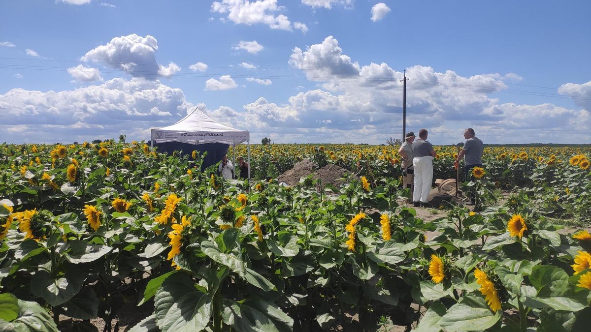 Los campos de girasoles y los bosques cubren por completo lo que antes eran los pueblos de Ostrówki y Wola Ostrowiecka, hogar de más de un millar de personas de etnia polaca hace más de 80 años, en la región noroccidental ucraniana de Volinia.