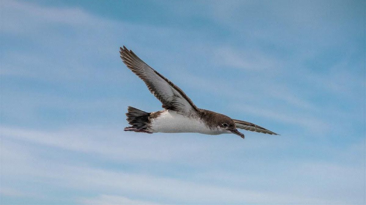 Fundación Endesa lanza la II convocatoria de ayudas a proyectos de biodiversidad para la conservación de especies amenazadas de la fauna española.