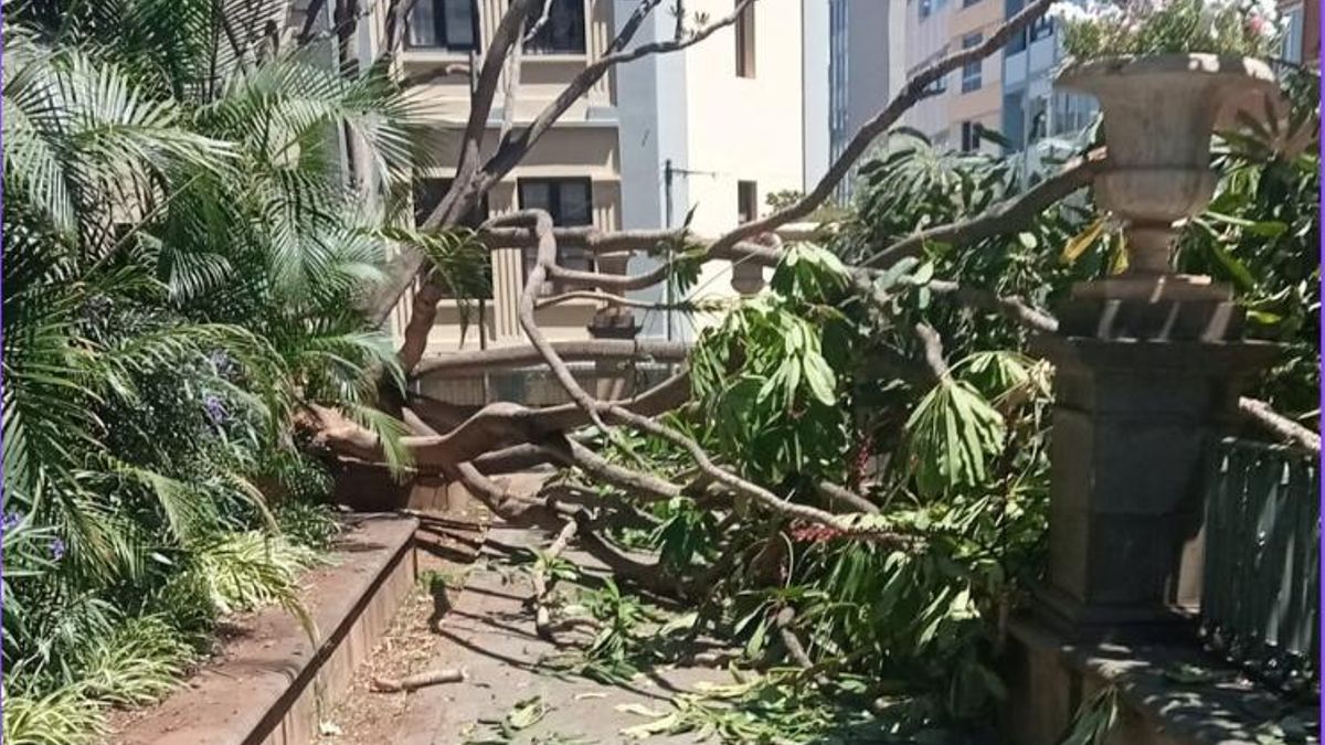 La rama de un árbol de grandes dimensiones cae en la Plaza del Príncipe. (Ayntamiento de Santa Cruz de Tenerife).