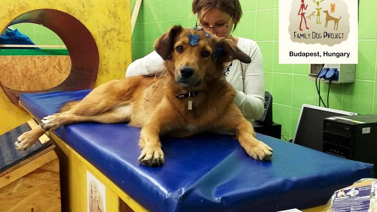 Un perro con electrodos en una investigación veterinaria.