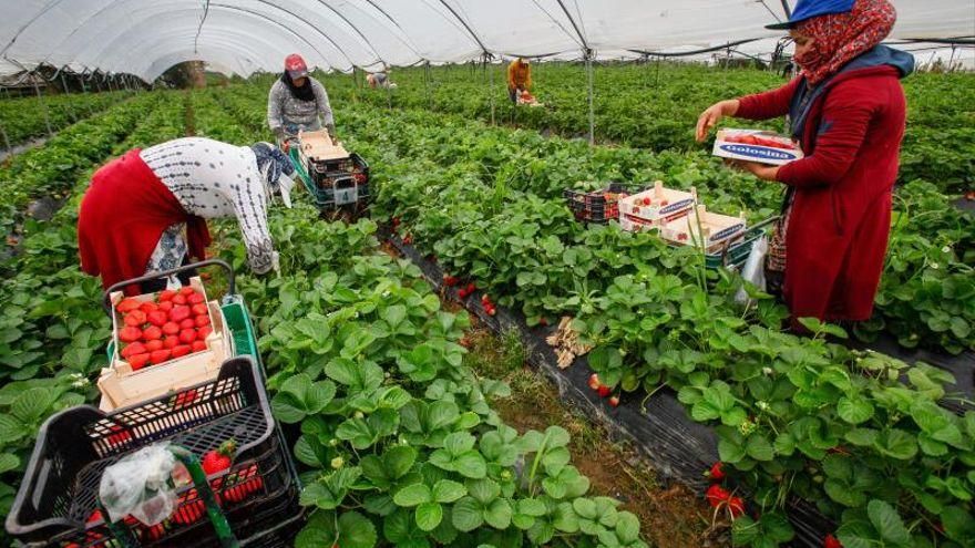 Trabajadoras recogiendo fresas en Huelva en abril