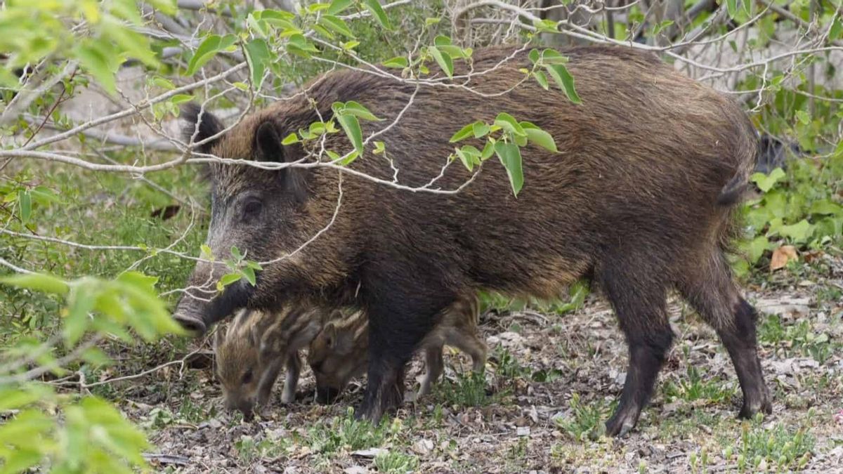 El incremento de la población de jabalíes aumenta los daños agrícolas, el impacto ambiental y provoca inseguridad vial