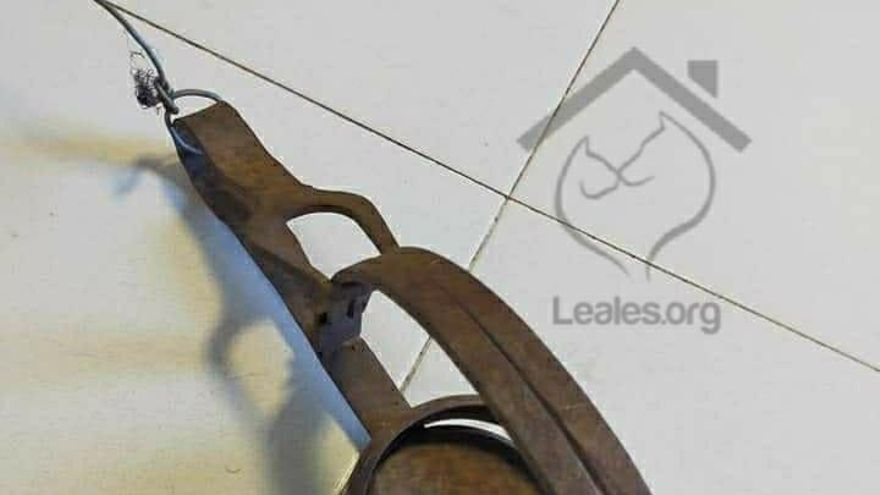 Este fue el cepo oxidado que estaba colocado en una zona de tránsito en La Laguna