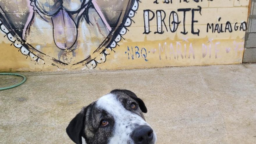 La fuerza de Teddy, el perrito que ha sobrevivido a dos abandonos y que ahora busca una familia que lo adopte