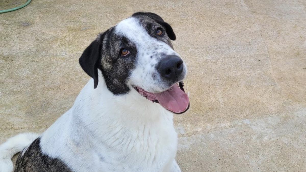 La fuerza de Teddy, el perrito que ha sobrevivido a dos abandonos y que ahora busca una familia que lo adopte