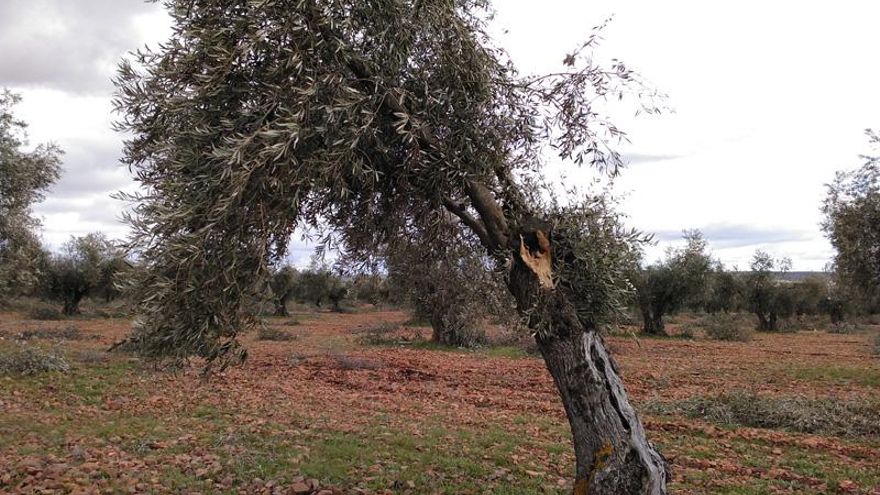 Daños por Filomena