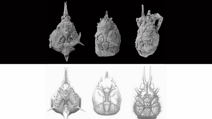 Descubierto un nuevo conjunto fósil de cangrejos araña en el Pirineo Aragonés