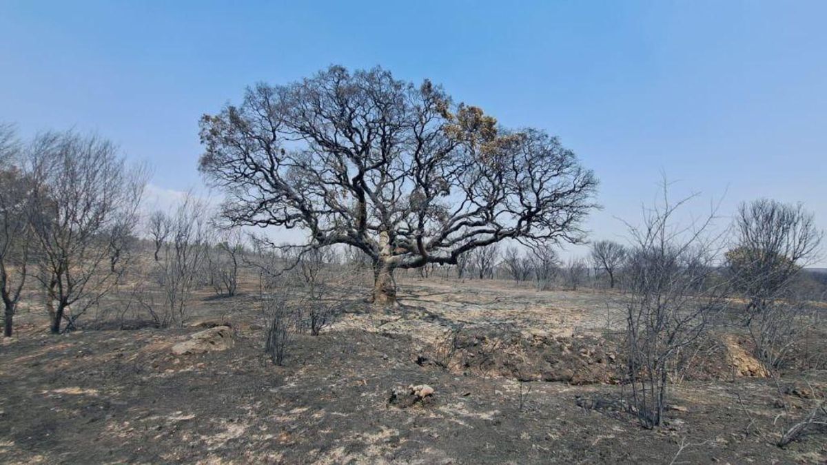 Encinona de de Genestacio de la Vega.