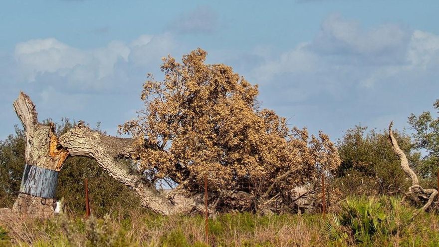 Los alcornoques centenarios de Doñana se mueren de un "infarto fulminante" y todavía no se sabe muy bien por qué