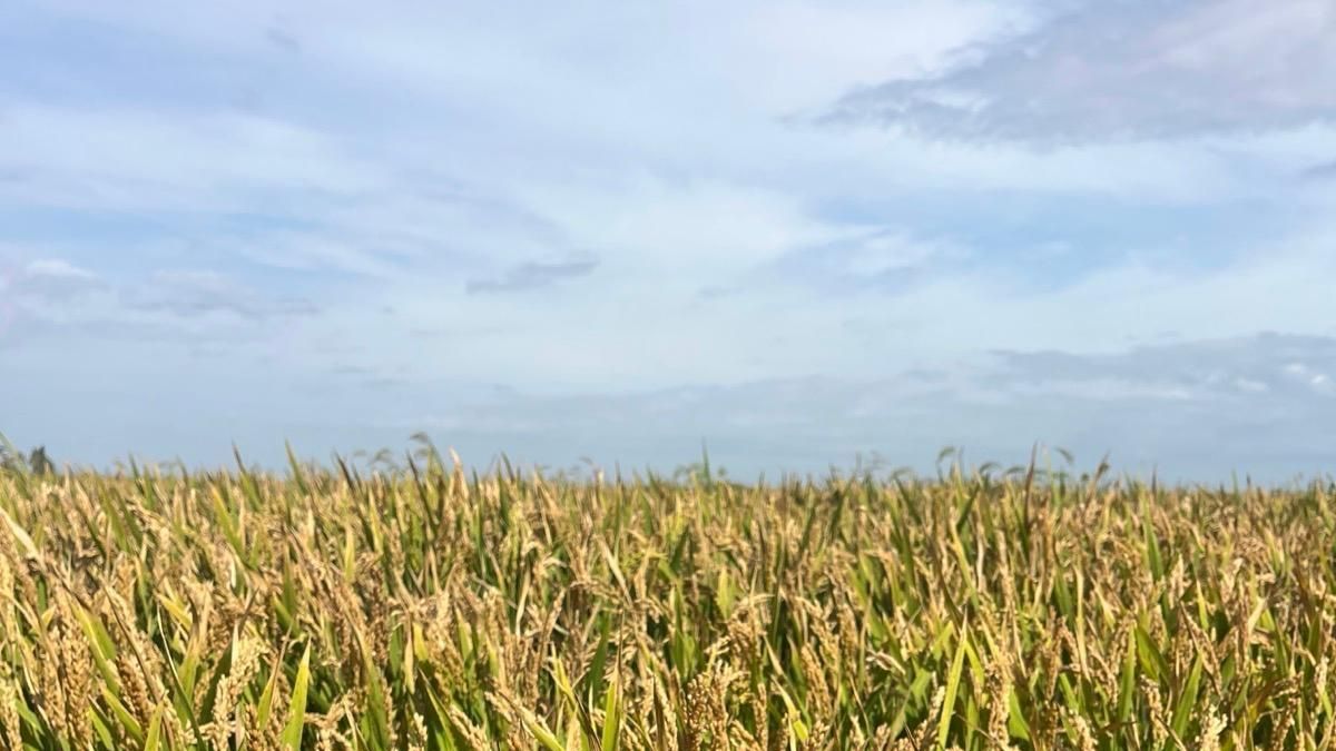 Archivo - Arroz