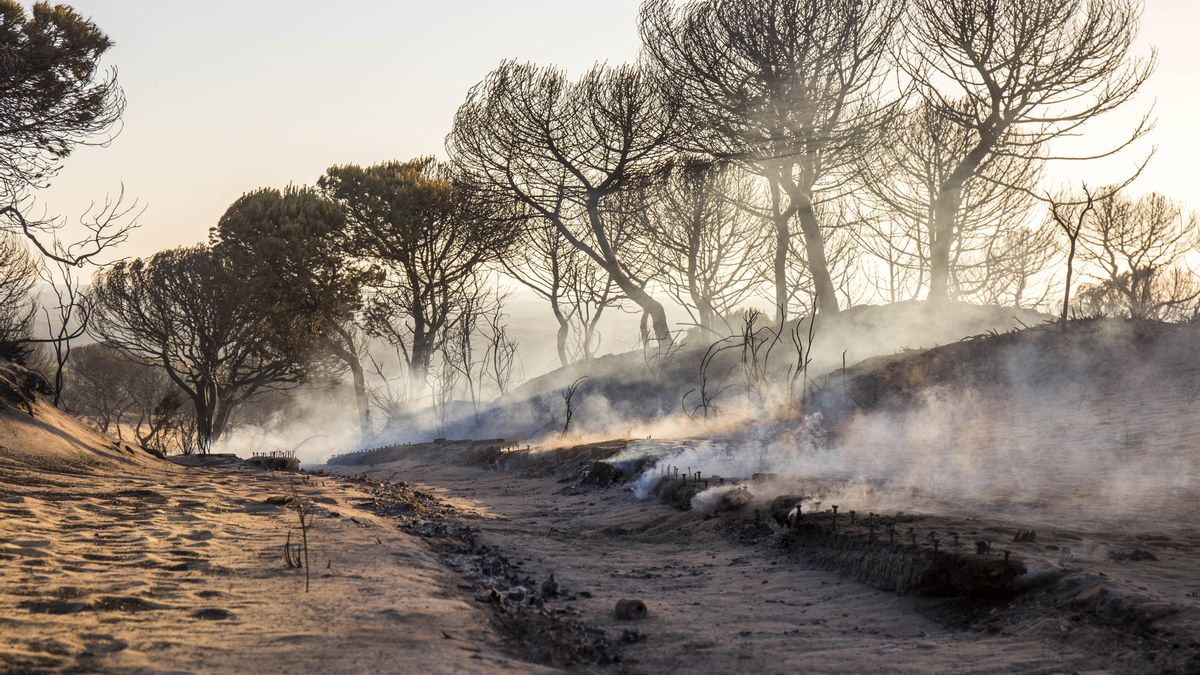 Cuesta Maneli calcinada tras el incendio junto a Doñana en 2017.