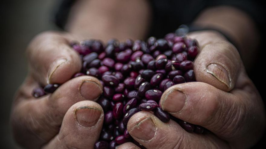 Un centro pionero en Anguiano transformará la producción de legumbres