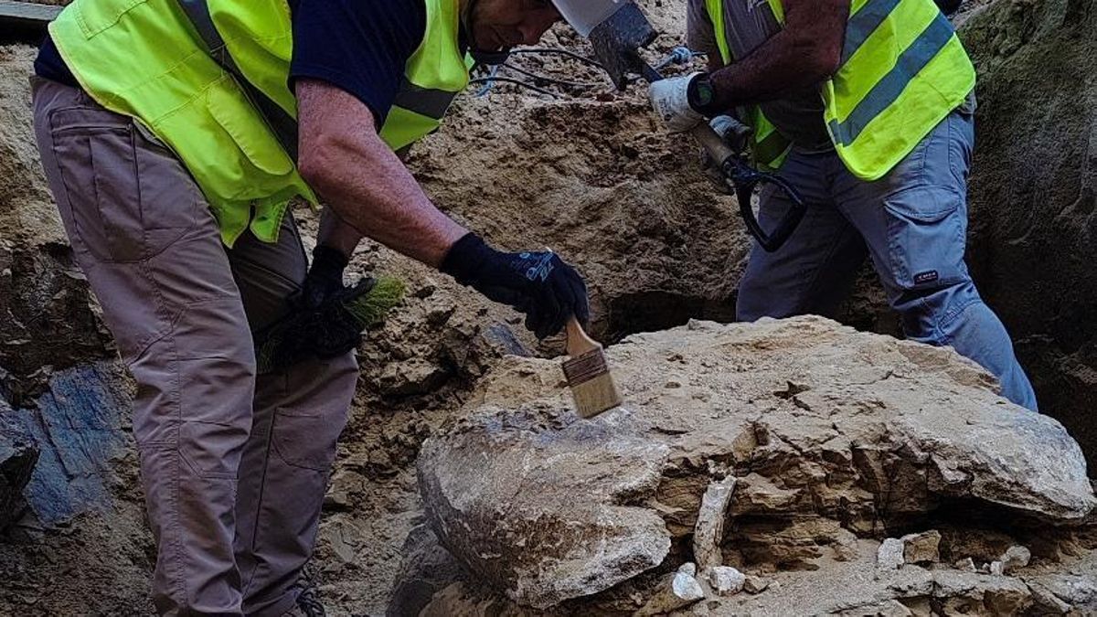 Descubren los restos de una tortuga de más de 15 millones de años en unas obras del Ayuntamiento de Madrid