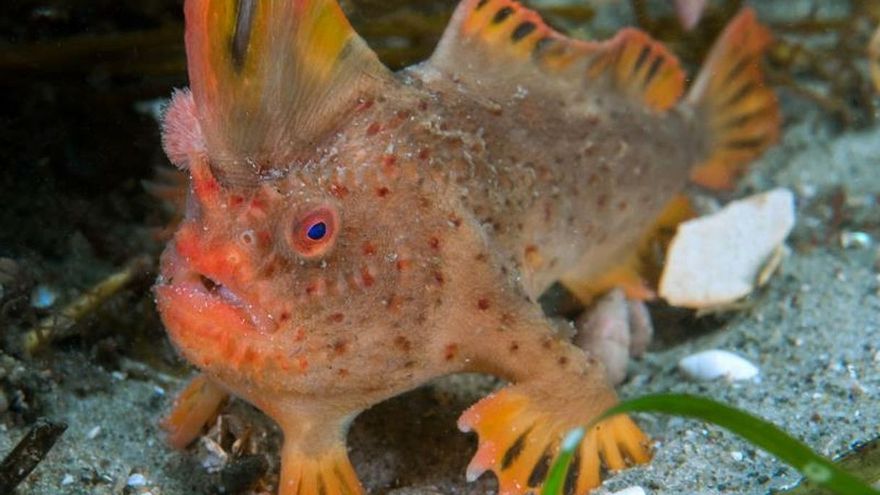 Los apenas cien ejemplares adultos de pez-mano rojo, que habitan en las aguas de la isla australiana de Tasmania, tendrán un perfil personal como parte de una campaña lanzada hoy para salvarlos de la extinción EFE/ARCHIVO/Rick Stuart-Smith SOLO USO EDITORIAL/ NO VENTAS/NO ARCHIVO