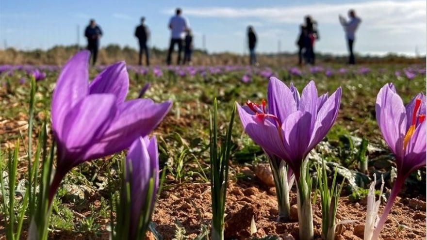 La DOP Azafrán de La Mancha lanza una campaña de recogida de firmas en apoyo a la supervivencia del este cultivo