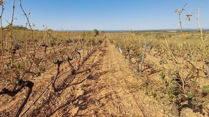 Las indemnizaciones del seguro agrario de Castilla-La Mancha marcan récord histórico con 178 millones de euros