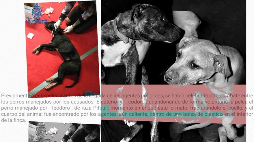 La caída de la mayor red de peleas de perros de España: "Hasta los cachorros estaban destrozados"