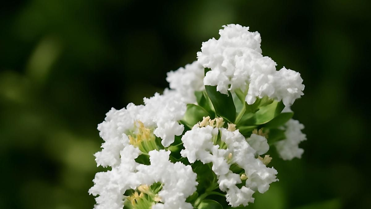 Las flores del mirto chino pueden ser rosas, blancos, lilas, violetas o púrpuras.