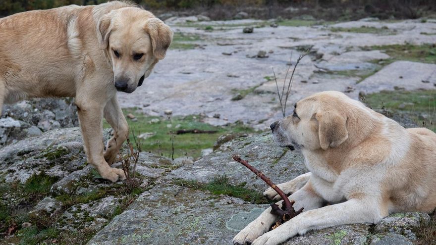 Dos perros pastores en los montes de Bustarviejo, Madrid.