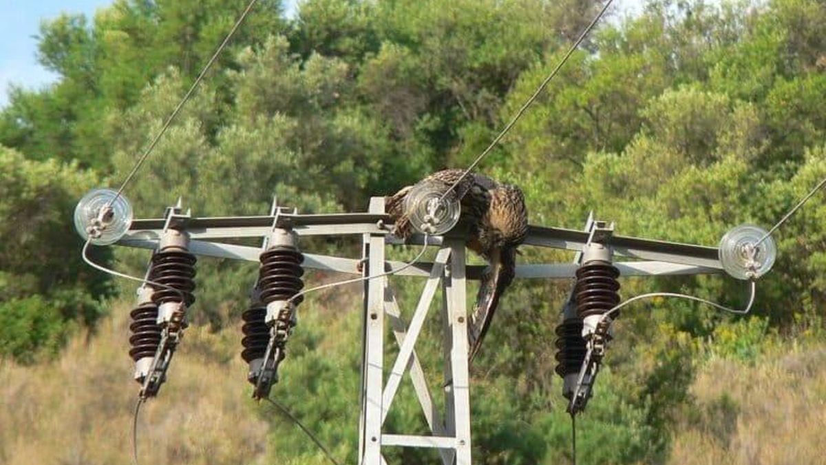 Las conexiones eléctricas son un peligro para las aves. Foto: cortesía WWF España.