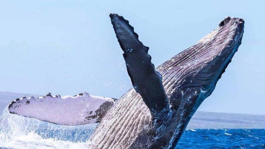 República Dominicana, más allá del sol y playa con sus ballenas jorobadas en la Bahía  de Samaná
