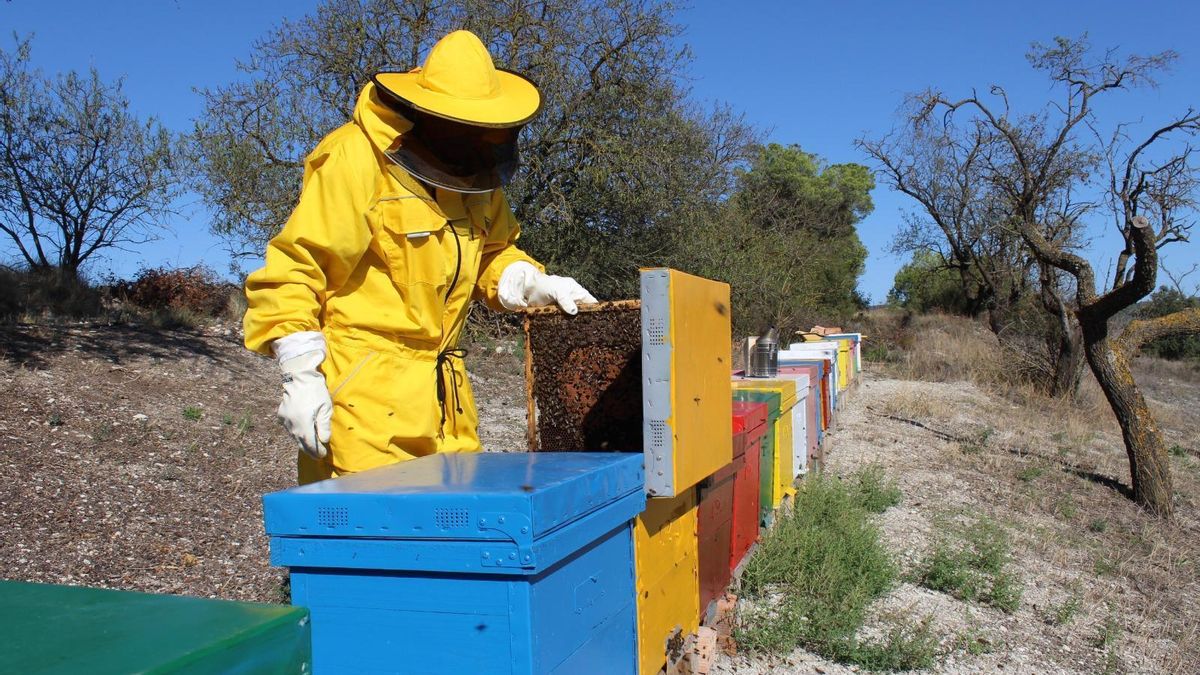 La expansión de la avispa asiática pone en jaque al sector apícola catalán: "Combatirlas no nos corresponde"