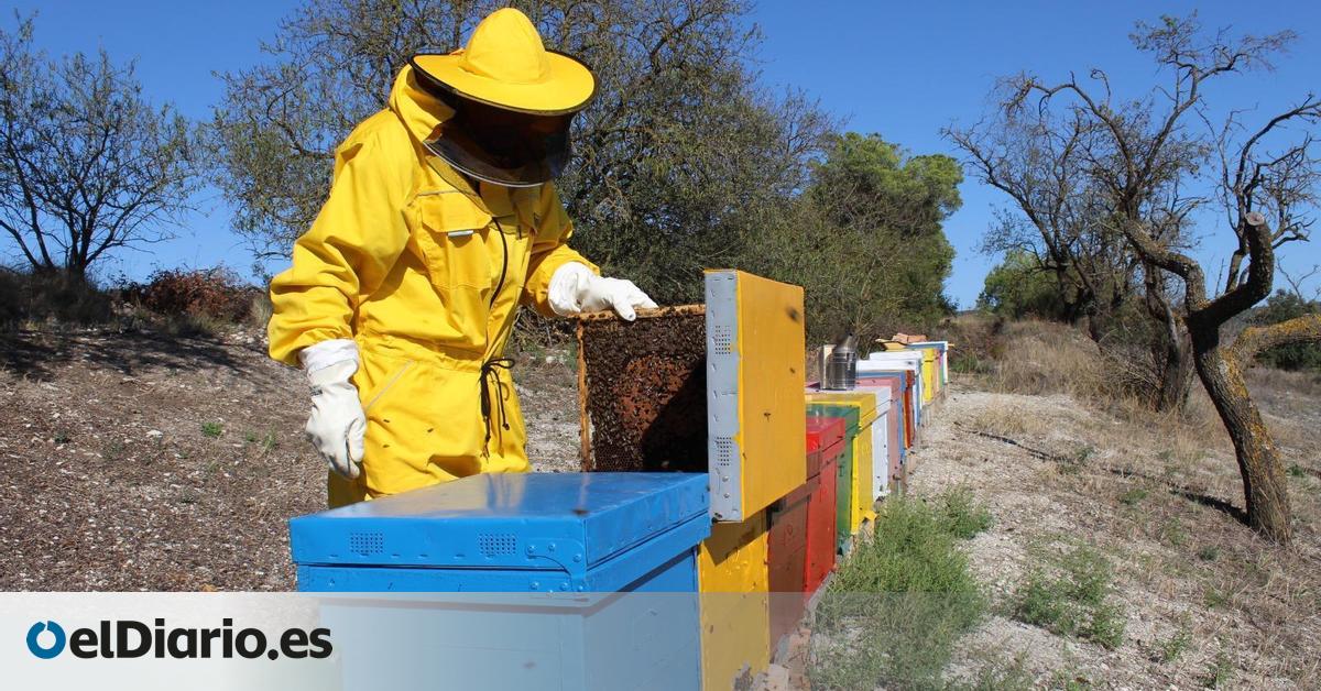 La expansión de la avispa asiática pone en jaque al sector apícola catalán: Combatirlas no nos corresponde