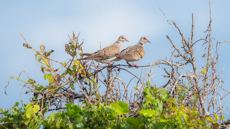 España quiere levantar ya la prohibición de cazar tórtolas que ha rescatado a la especie