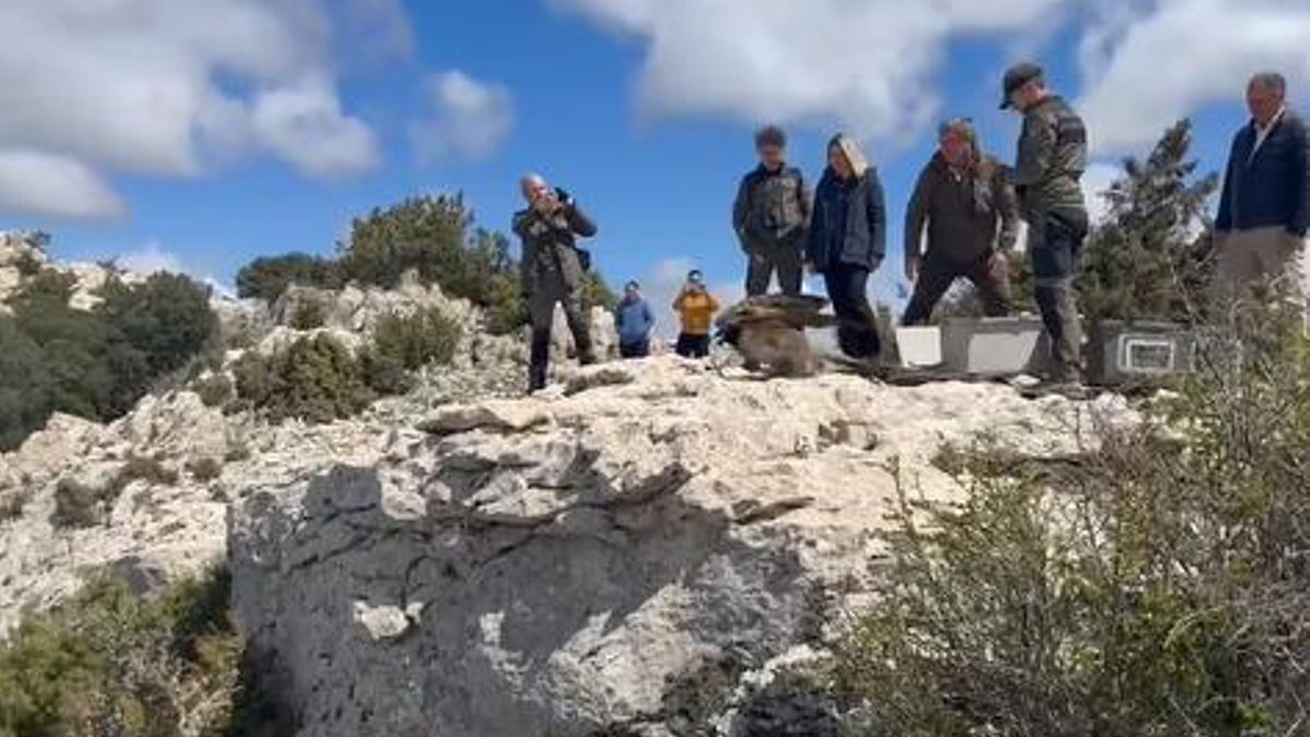 Serrana, la quebrantahuesos que vuelve a volar en Nerpio tras recuperarse de un traumatismo
