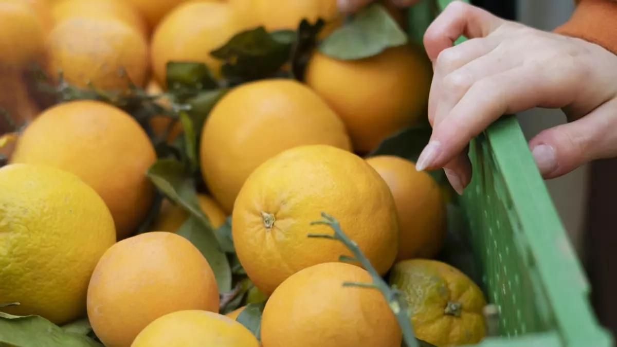 El Cabildo garantiza la salida de 40.000 kilos de naranjas y asegura los costes de producción