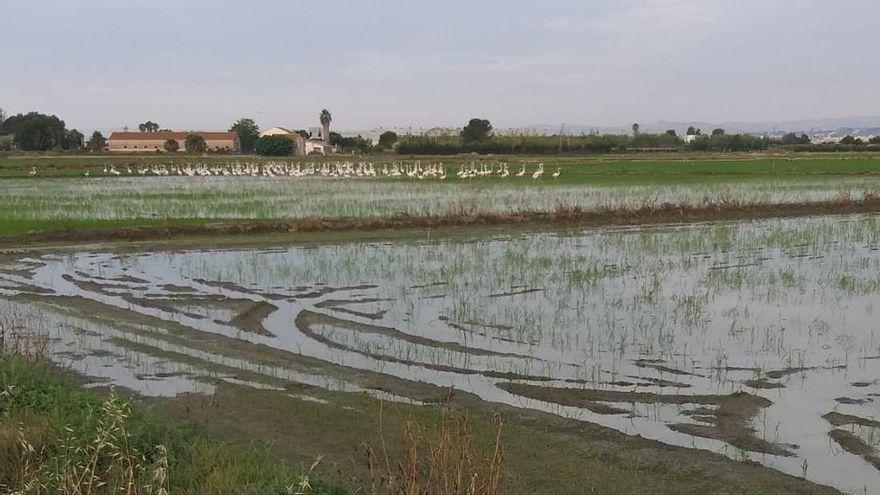 Una organización de agricultores se queja de los destrozos que provocan los flamencos en los arrozales de la Albufera