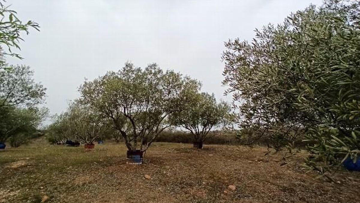 El Bierzo recuperará la producción de aceite eligiendo en dos años la variedad de olivo autóctono con mayor potencial agrícola