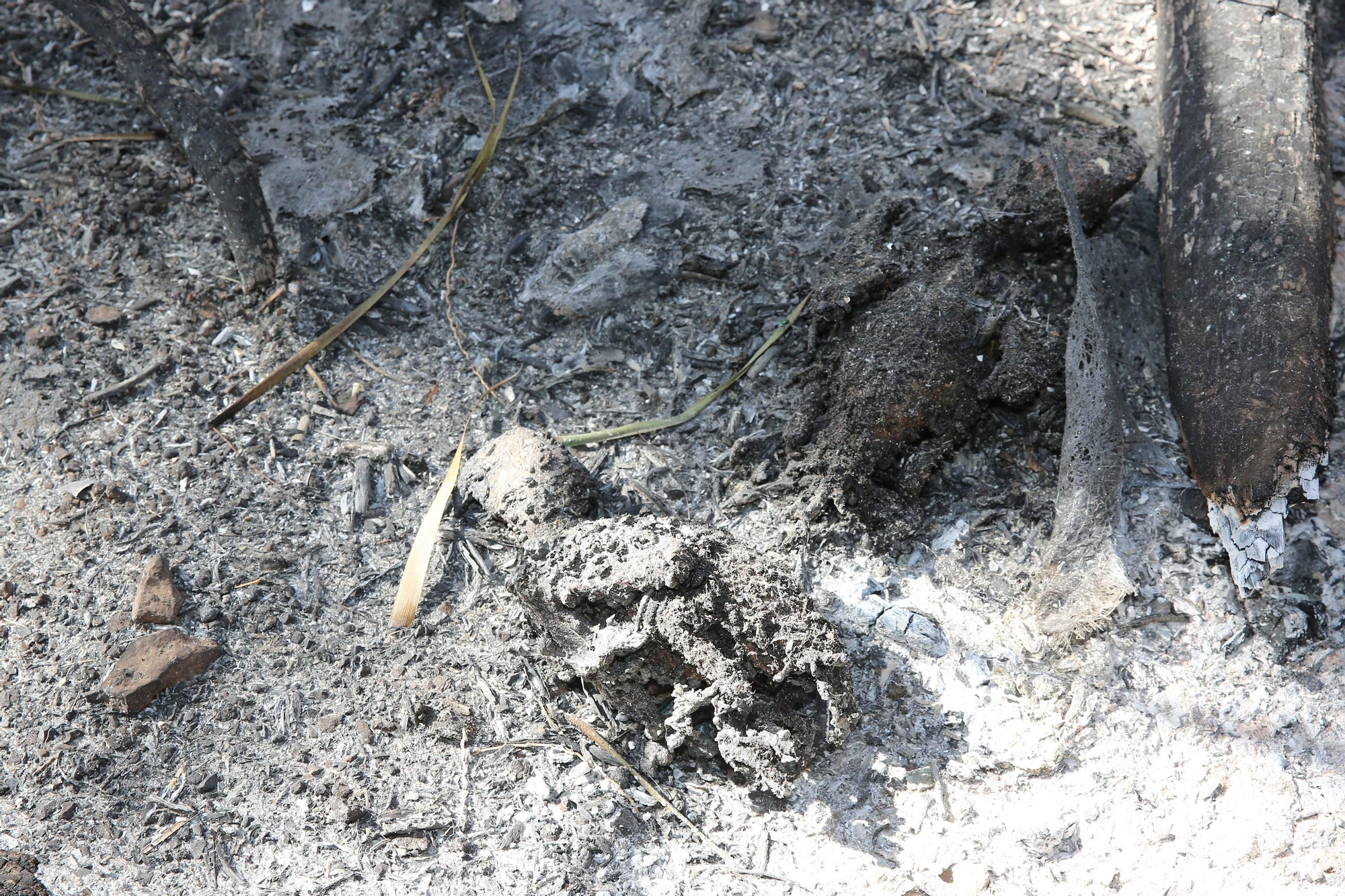 Así ha quedado el palmeral de Fataga tras el incendio declarado este sábado