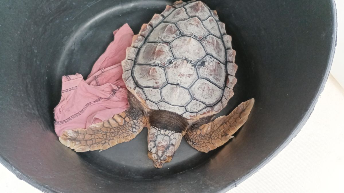 Dos tortugas bobas vuelven al mar Cantábrico tras recuperarse en el Acuario de Gijón
