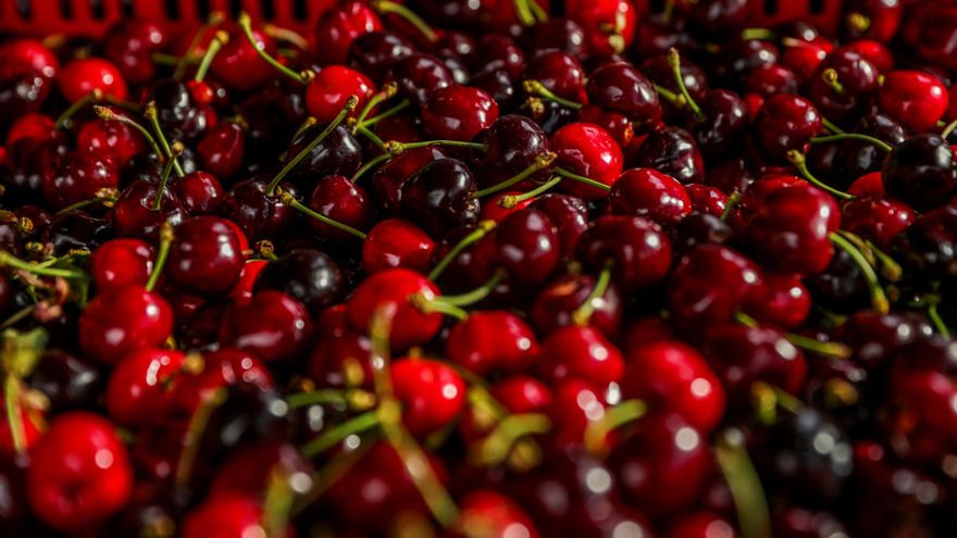 UPA-UCE asegura que la lluvia caída en el norte de la provincia de Cáceres ha causado una "catástrofe" en el cultivo de la cereza