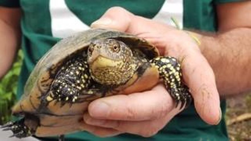 Un ejemplar de Emys Orbicularis localizada en el Tancat de la Pipa.