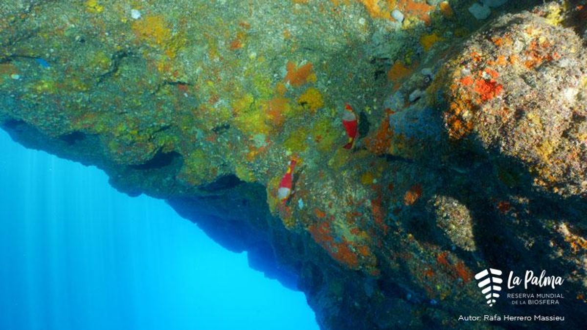 'La Palma Isla Atlántica' revela la biodiversidad submarina y la regeneración de los fondos marinos tras el volcán Tajogaite