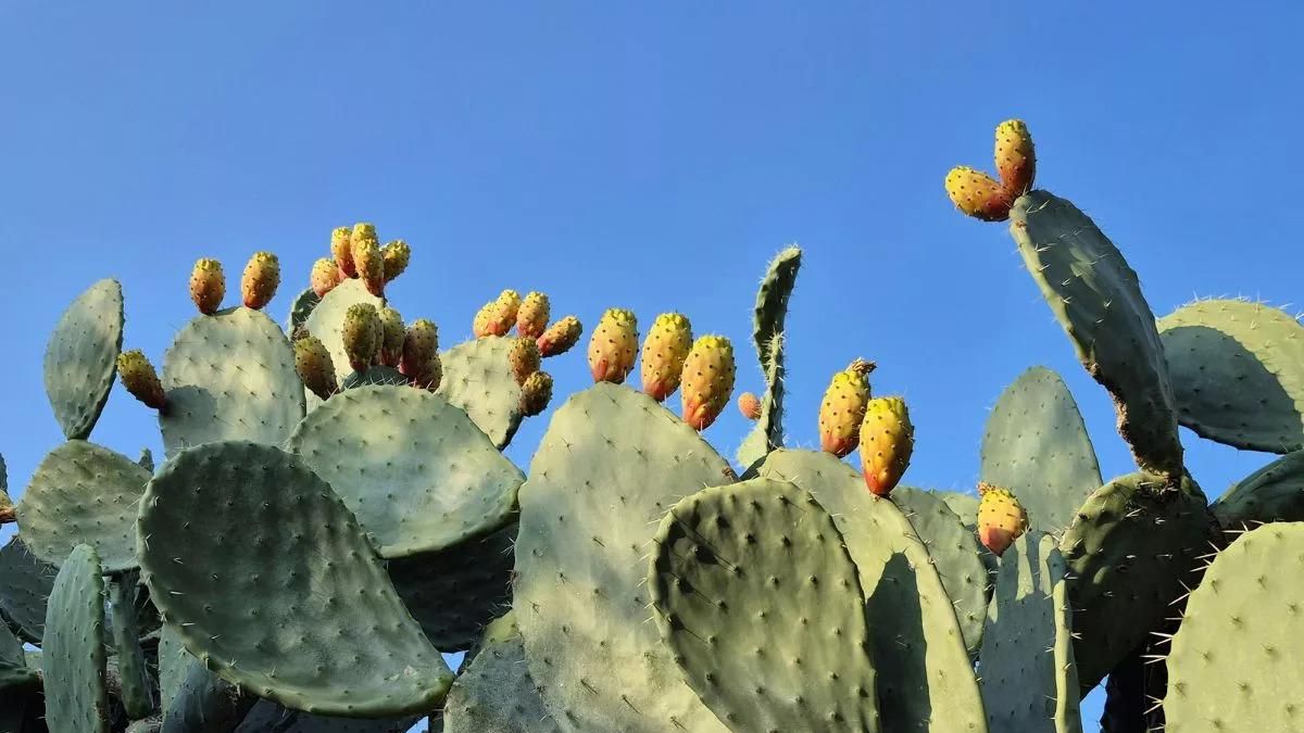 Las tuneras son consideradas una especie invasora