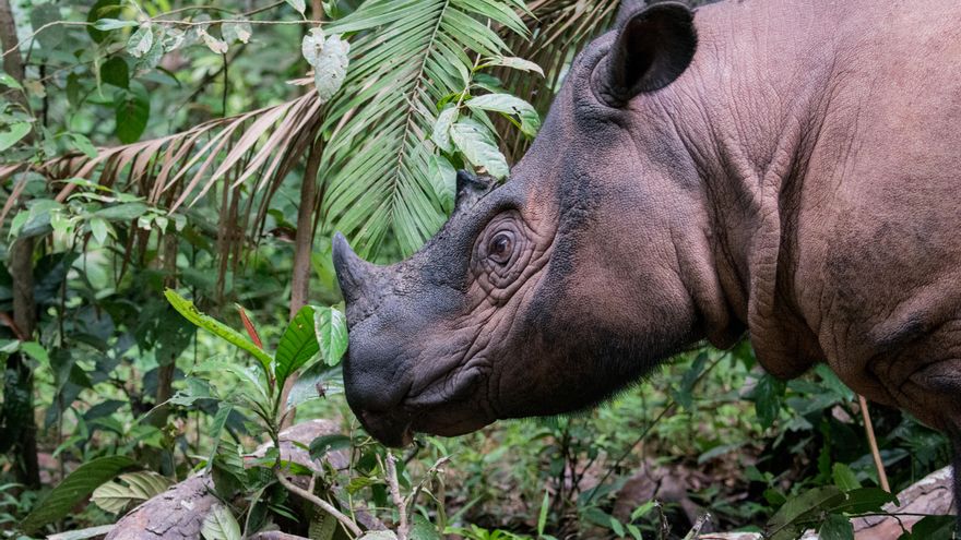 El rinoceronte de Sumatra está a un paso de la extinción en libertad, con solo cien ejemplares en la naturaleza. 