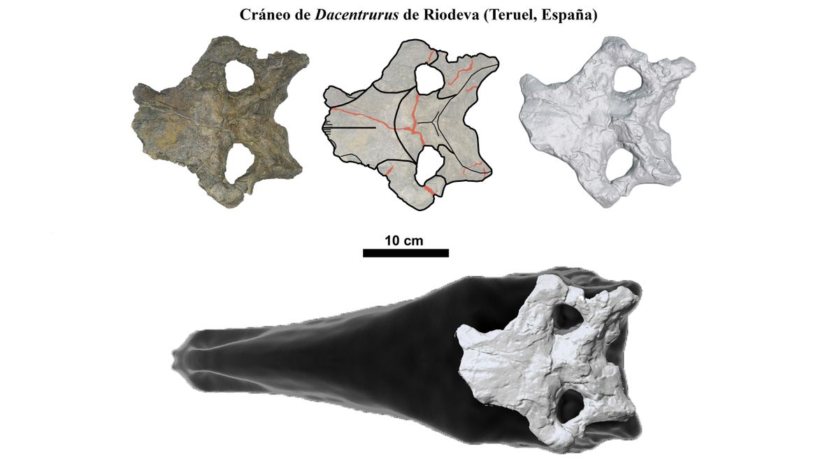 Conjunto de imágenes del cráneo más completo de estegosaurio hallado en Europa, perteneciente a Dacentrurus armatus y procedente de Riodeva (Teruel, España).