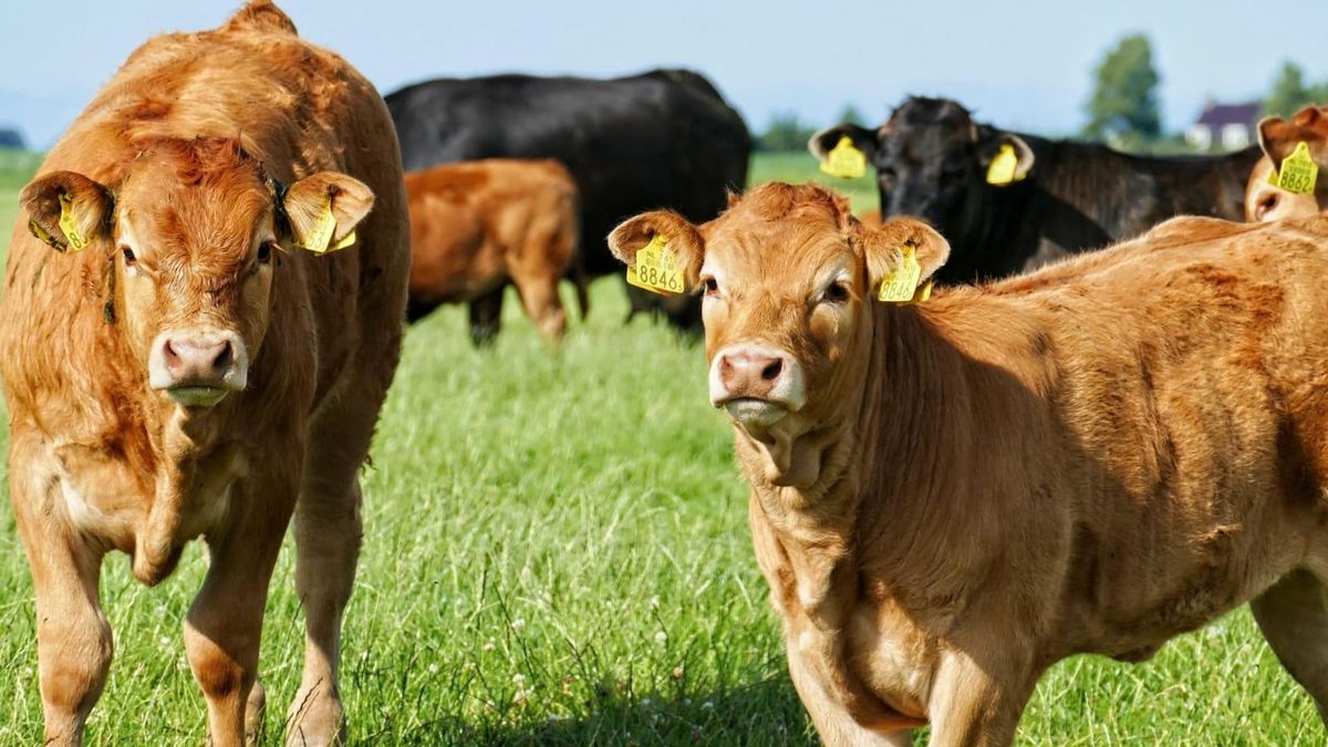 Vacas de carne.