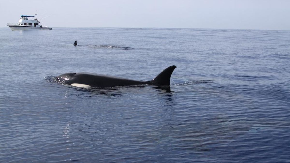 Orcas del ecotipo Pacífico Oriental Tropical nadan cerca de una embarcación. Las conclusiones de las investigaciones indican que estos animales suelen desplazarse en grupos pequeños, de alrededor de cinco individuos. Foto: cortesía Grupo Universitario de Investigación de Mamíferos Marinos (GUIMM) de la Facultad de Ciencias Marinas de la Universidad de Colima