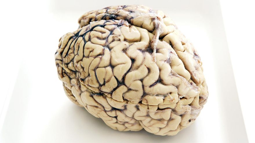 Qué es la neuroplasticidad, por qué importa y cómo aumentarla