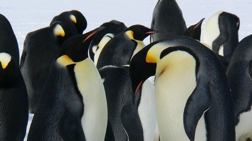 Las imágenes por satélite destapan la muda catastrófica de los pingüinos emperador, un problema que puede arrasar colonias enteras