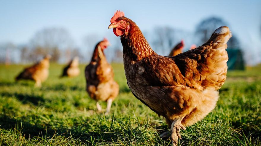 Alerta por los primeros casos de gripe aviar en Argentina: qué es, cómo se transmite y cuál es el riesgo para los humanos