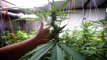 El Parlamento Europeo reclama el uso medicinal del cannabis