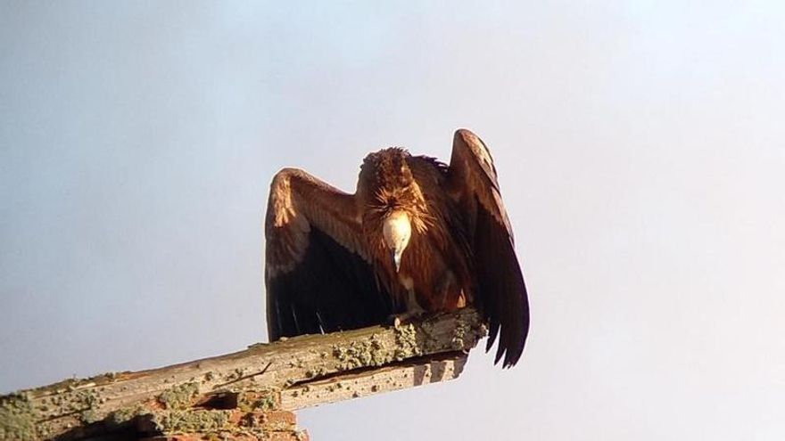 La Junta busca un buitre leonado apostado en la antigua estación de tren de Jabares de los Oteros
