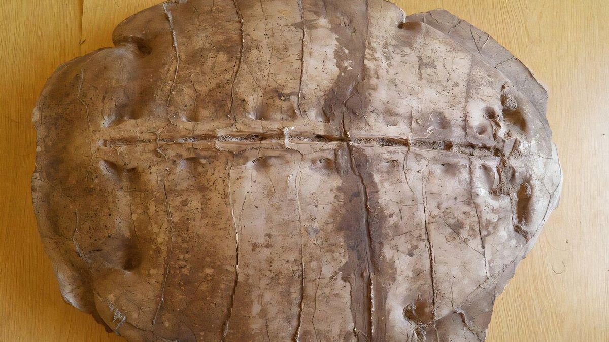 Un fósil hallado en Siria revela una nueva especie de tortuga marina de hace 50 millones de años
